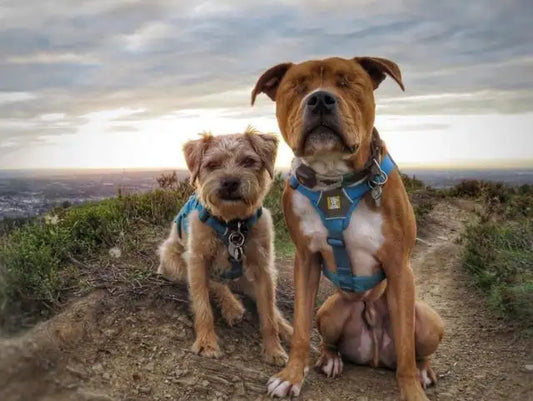 International Blind Dog Day – August 23, 2022