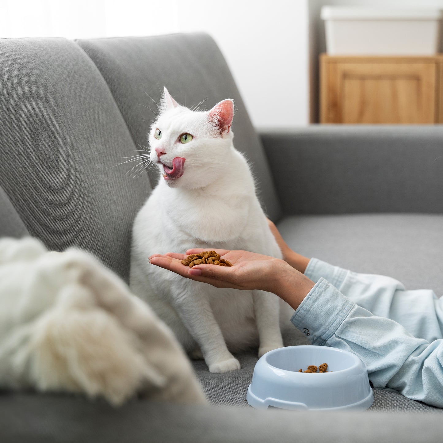 JUNGLE CALLING Grain-Free Indoor Cat Food