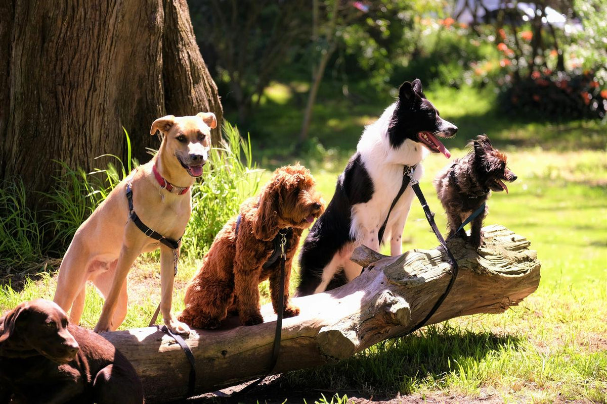 3 Backyard Dog Training Games You Can Try in Five Minutes