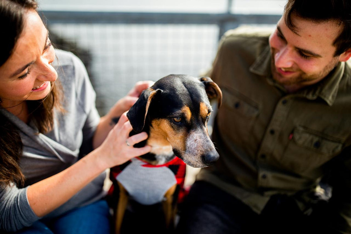 How to Choose Dog Treats for Training, Chewing, and Everyday Rewards