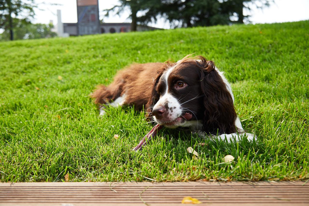 How to Choose Edible Dog Chews: Size, Texture, and Ingredients