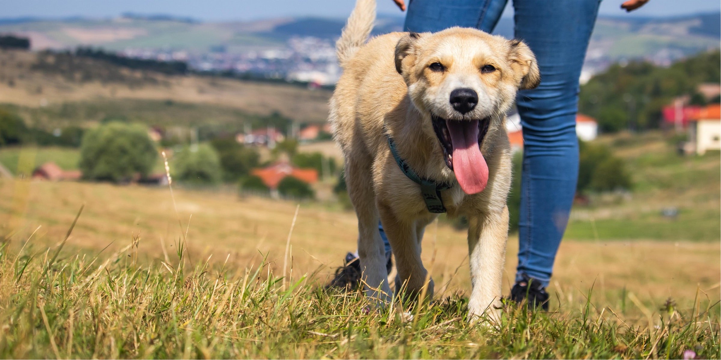 A dog sharing an outdoor moment with their person.