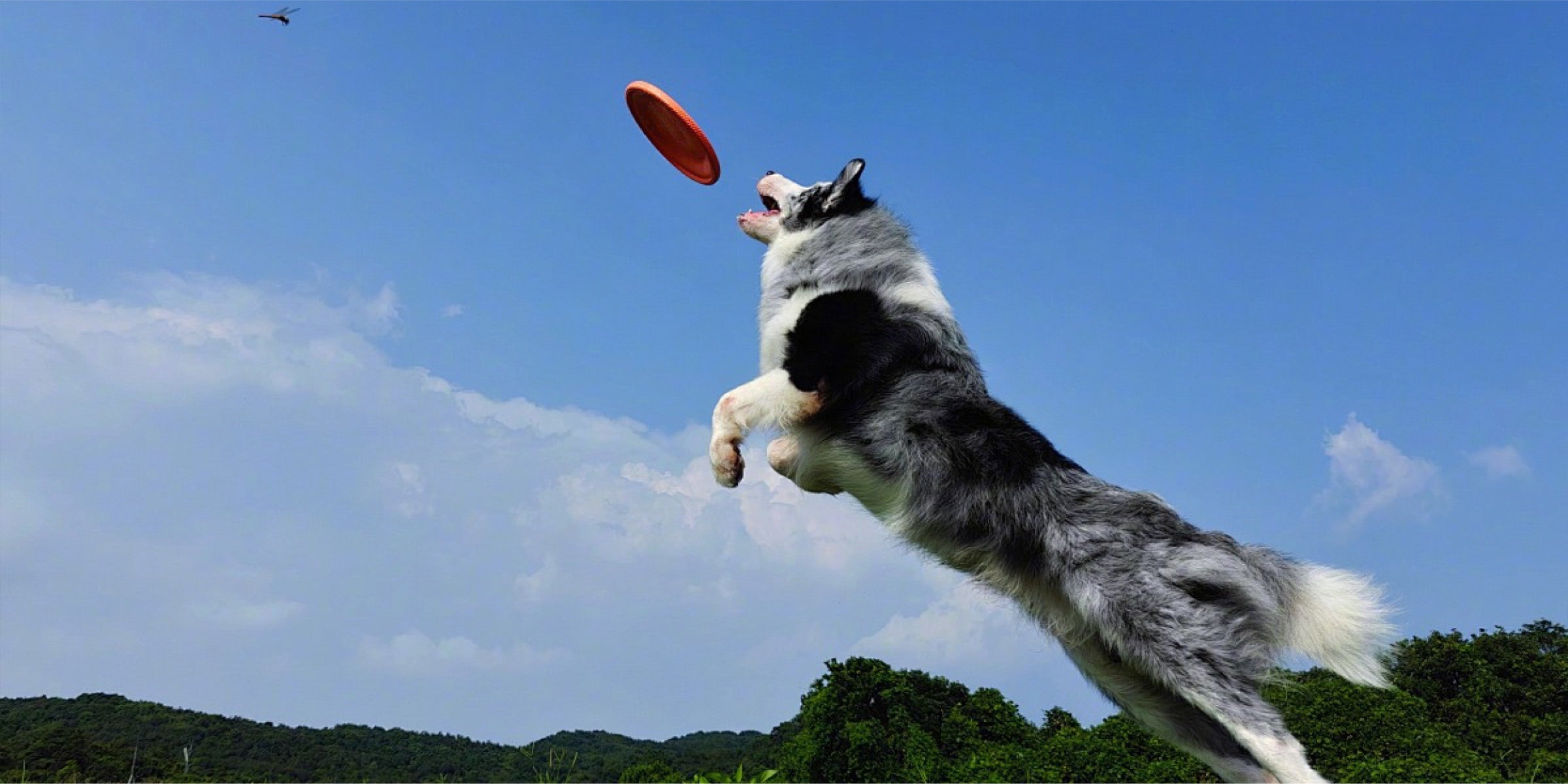 A dog playing outdoors.