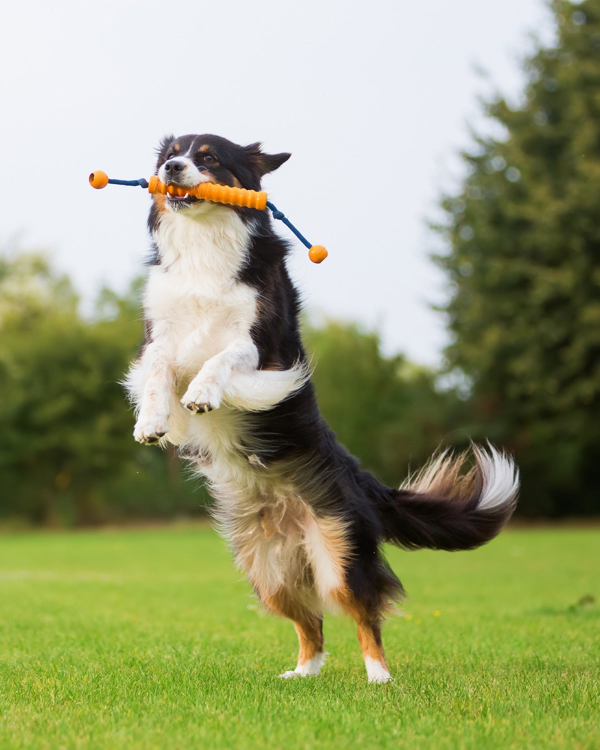 A dog balancing on its hind legs while holding an outdoor toy.