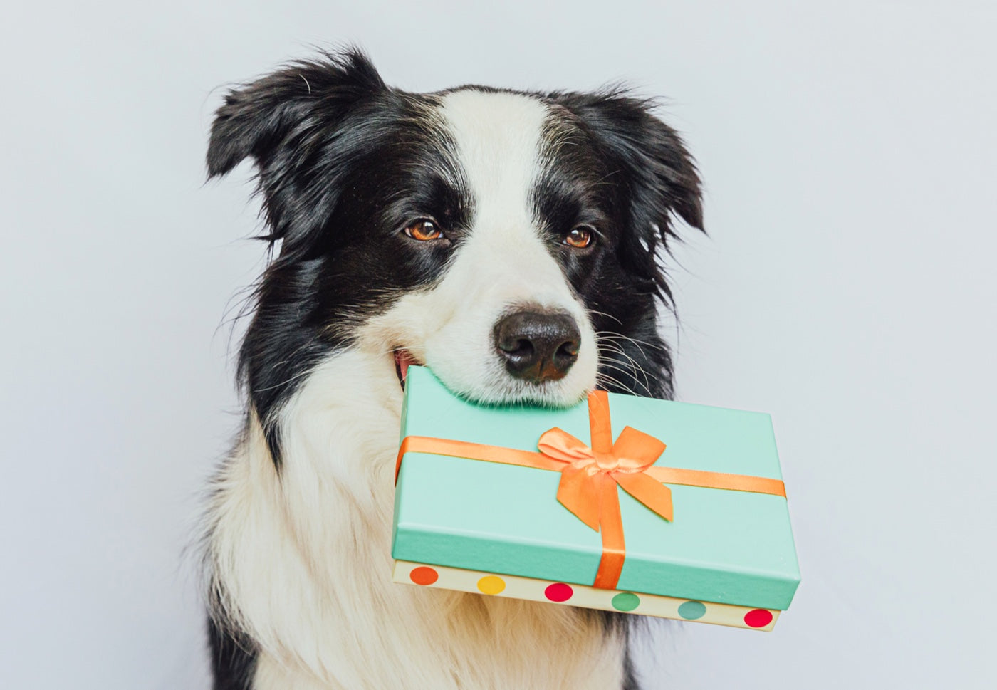 A border collie holding a gift box in its mouth.